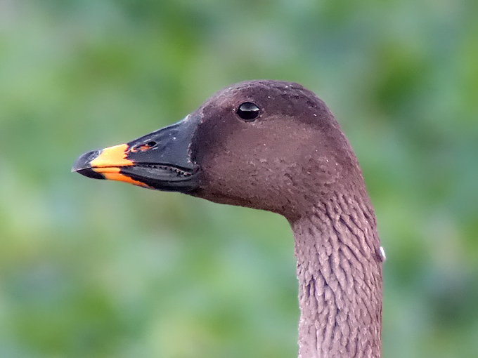 Taiga Bean Goose
