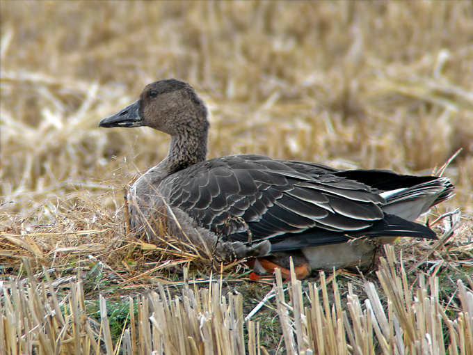 Taiga Bean Goose