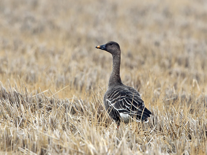 Taiga Bean Goose
