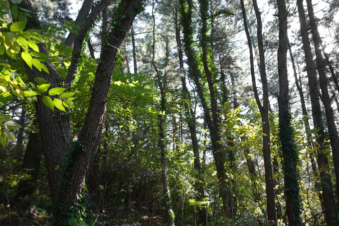 Ulleung Island Forest used by WBWP
