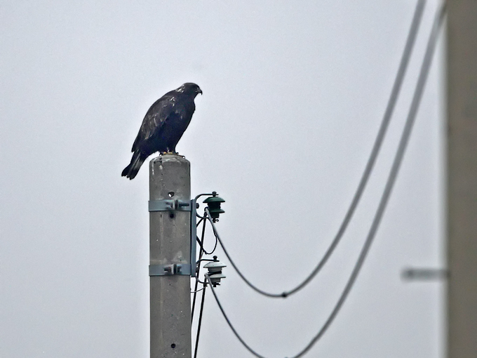 Upland Buzzard