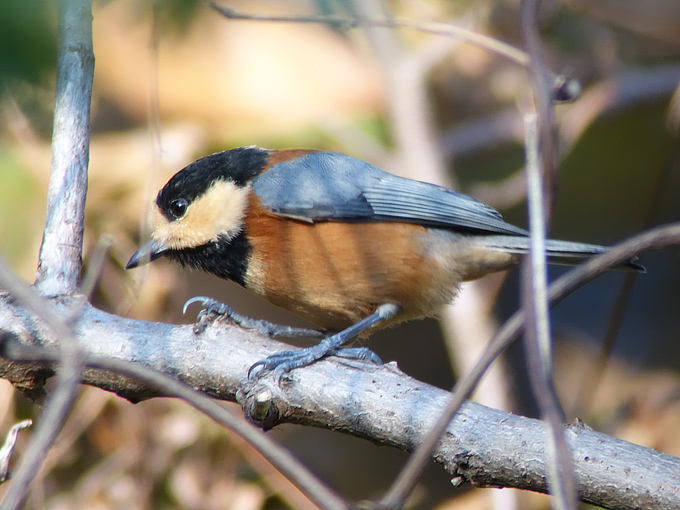 Varied Tit