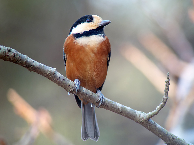 Varied Tit