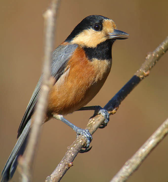 Varied Tit