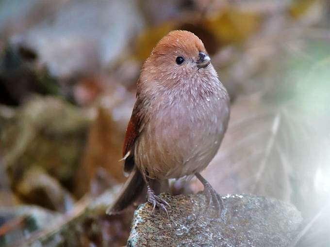 Vinous-throated Parrotbill