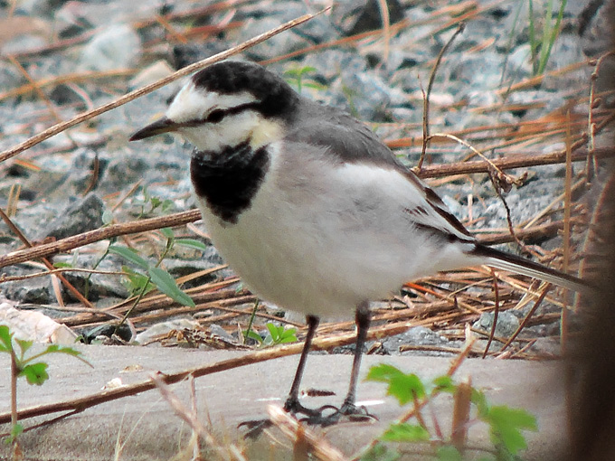 White Wagtail