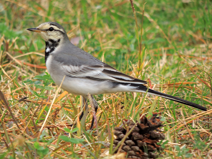 White Wagtail