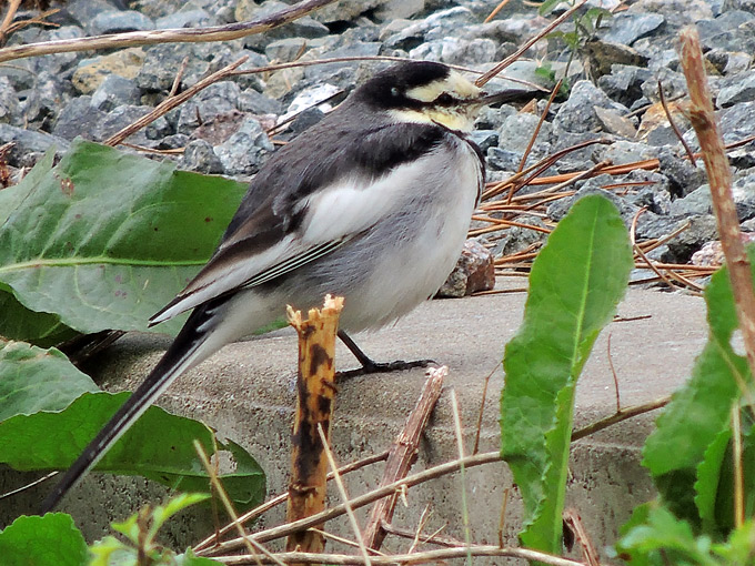 White Wagtail