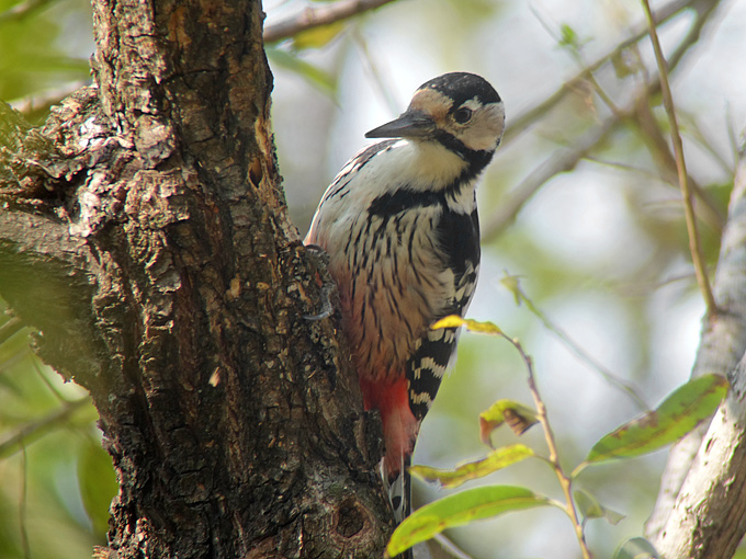 White-backed Woodpecker Dendrocopos leucotos