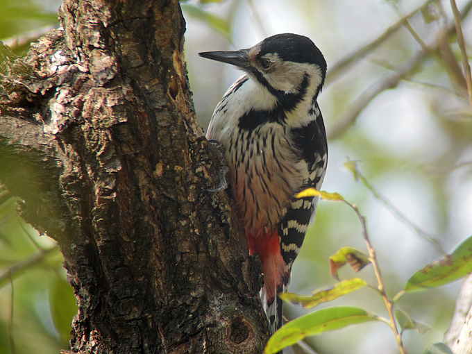 White-backed Woodpecker Dendrocopos leucotos