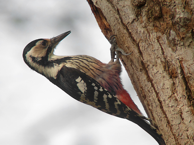 White-backed Woodpecker Dendrocopos leucotos