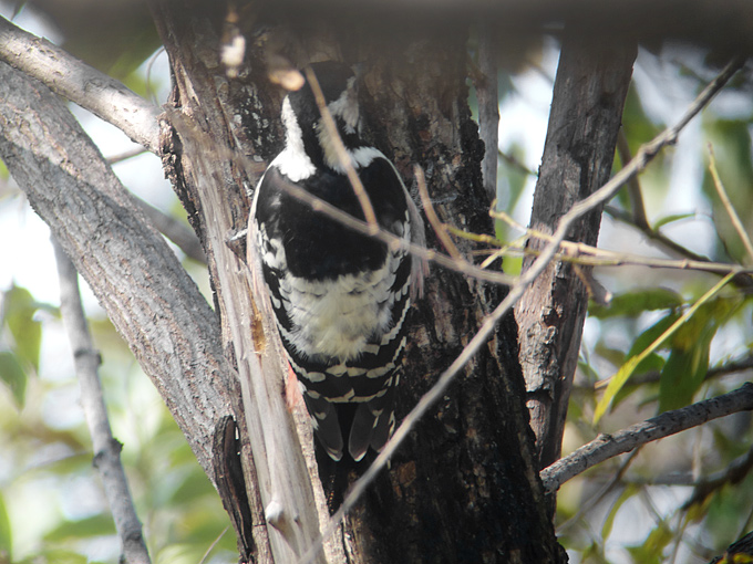 White-backed Woodpecker Dendrocopos leucotos