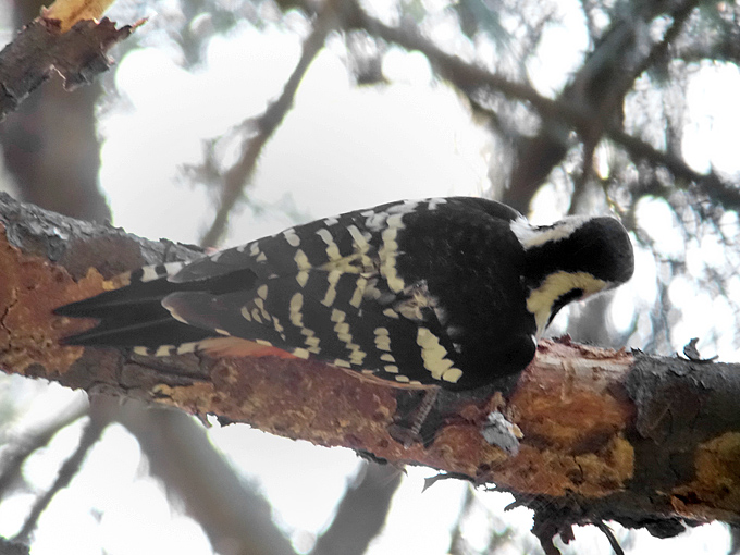 White-backed Woodpecker Dendrocopos leucotos takahashii
