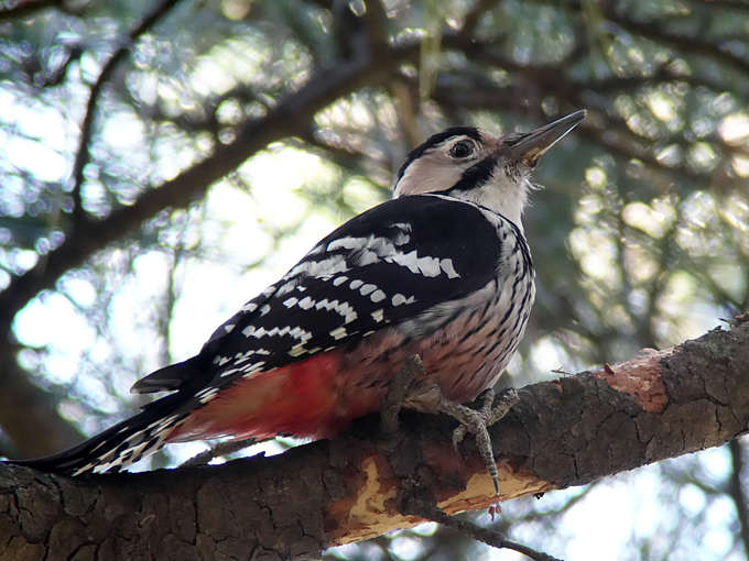 White-backed Woodpecker Dendrocopos leucotos takahashii