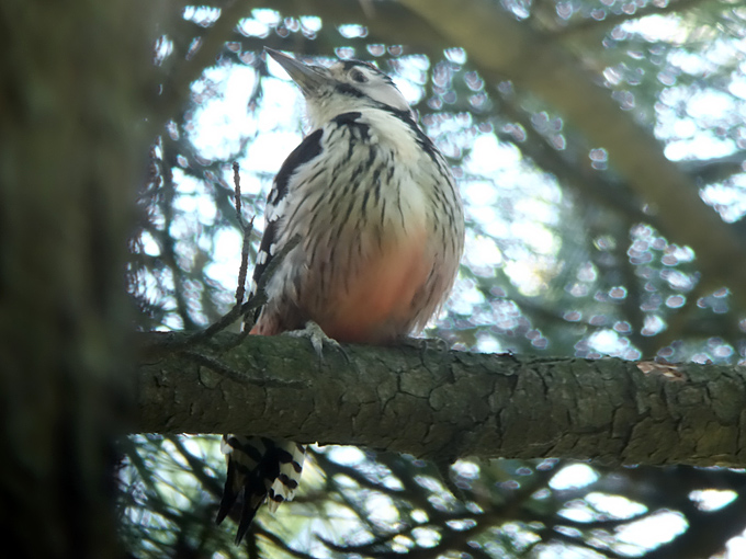 White-backed Woodpecker Dendrocopos leucotos takahashii