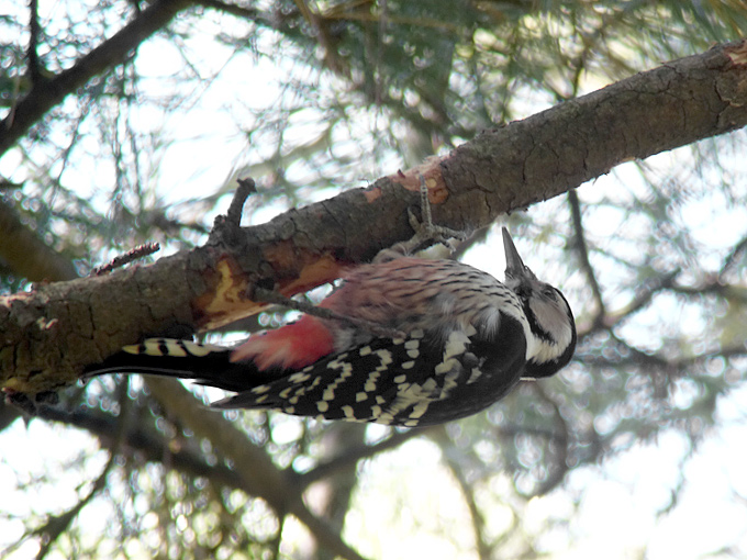 White-backed Woodpecker Dendrocopos leucotos takahashii