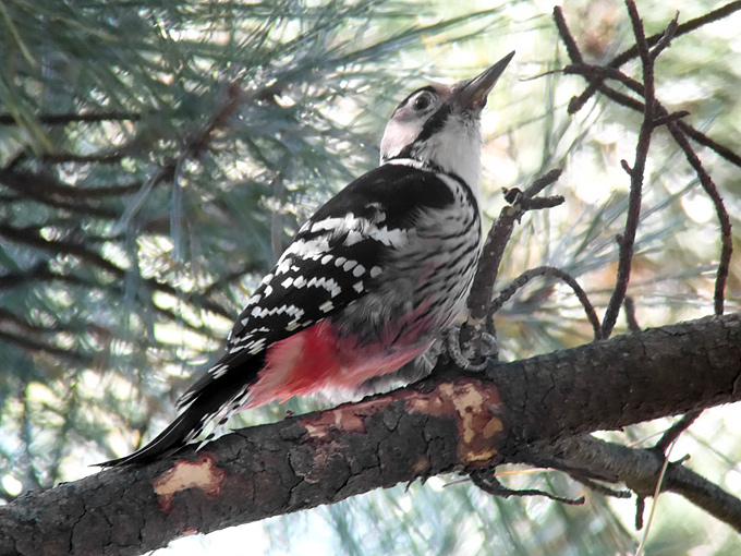 White-backed Woodpecker Dendrocopos leucotos takahashii