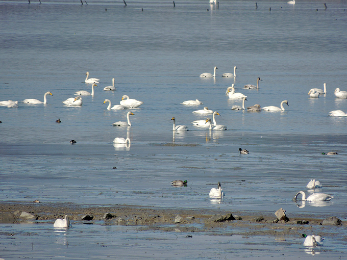Whooper Swan
