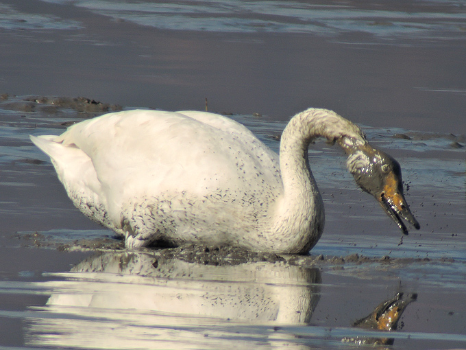 Whooper Swan