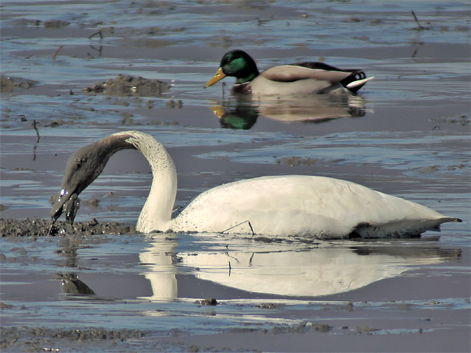 Whooper Swan