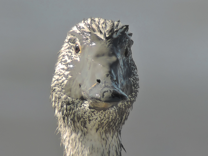 Whooper Swan