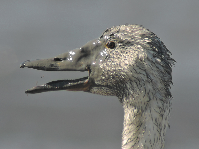 Whooper Swan