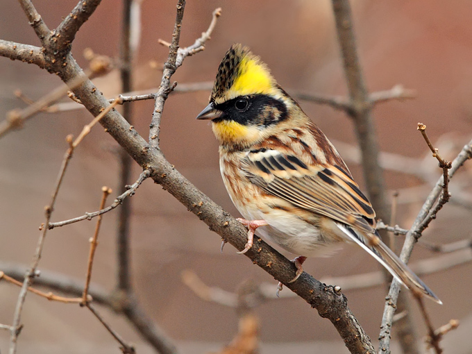 Yellow-throated Bunting