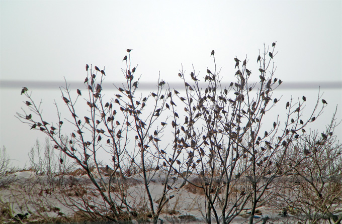 Asian Rosy Finch