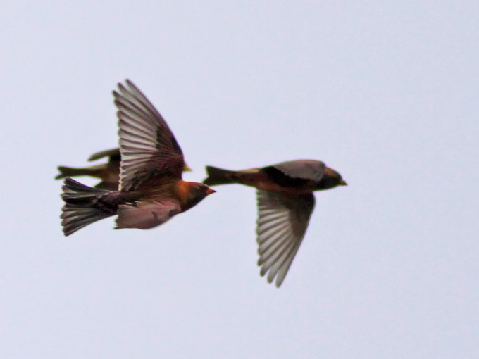 Asian Rosy Finch