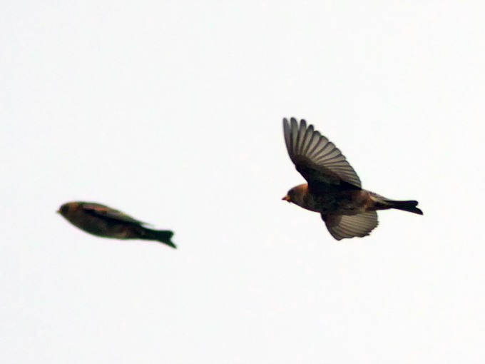 Asian Rosy Finch