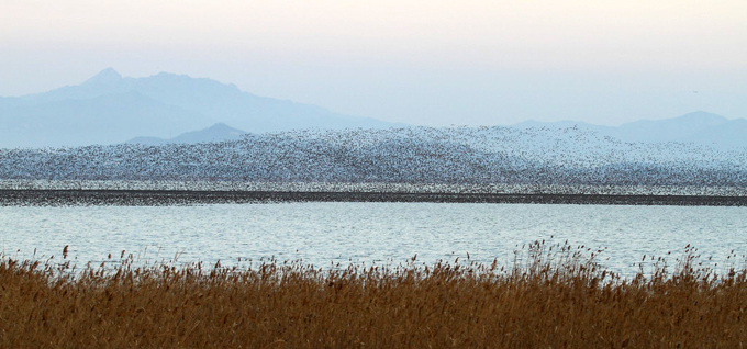 Baikal Teal
