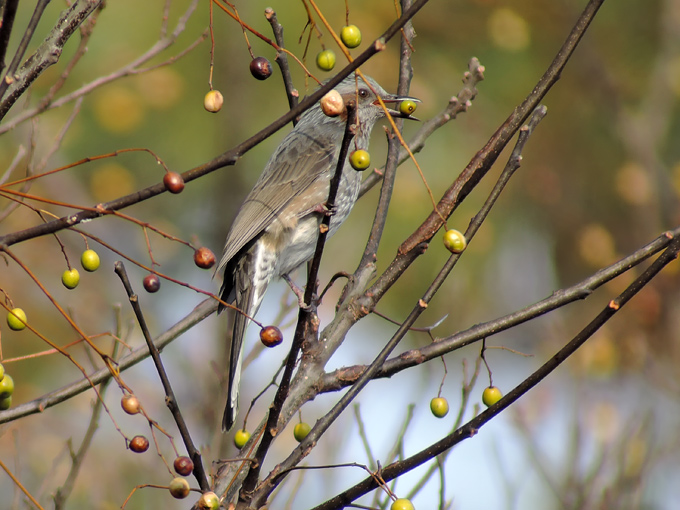 Brown-eared Bulbul