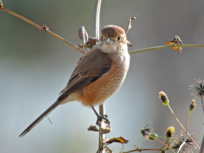 Bull-headed Shrike