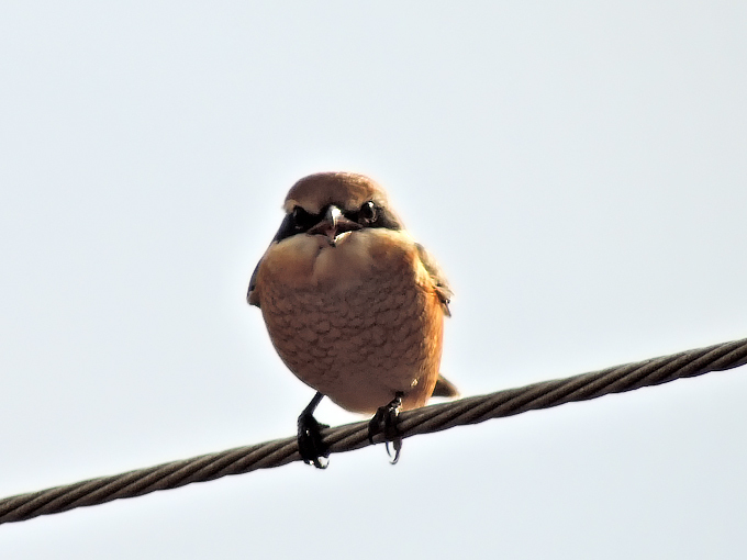 Bull-headed Shrike