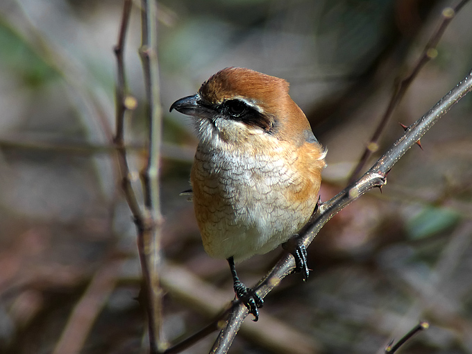 Bull-headed Shrike