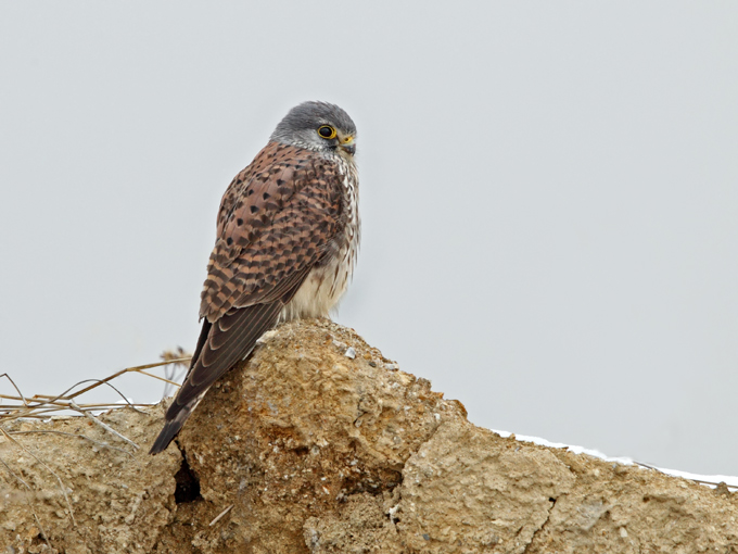 Common Kestrel