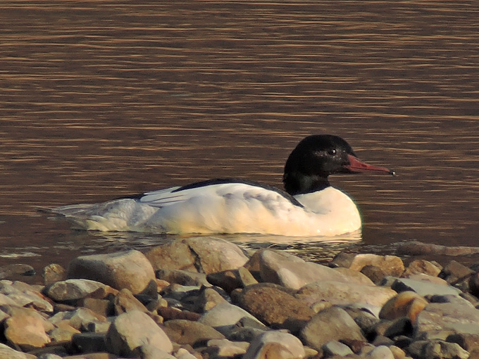 Common Merganser
