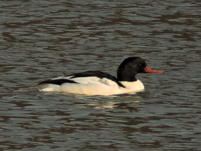 Common Merganser