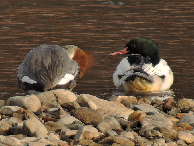 Common Merganser