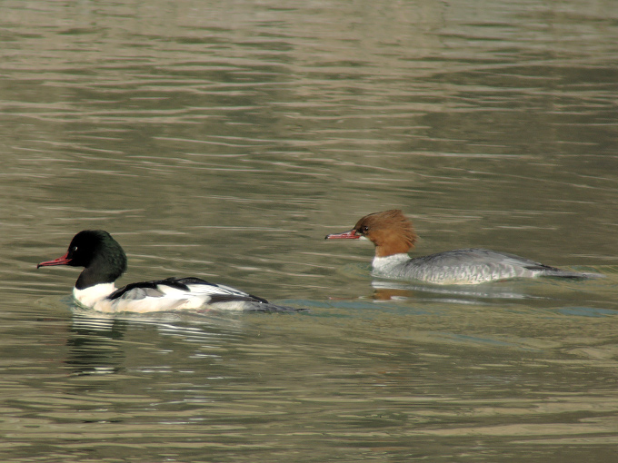 Common Merganser