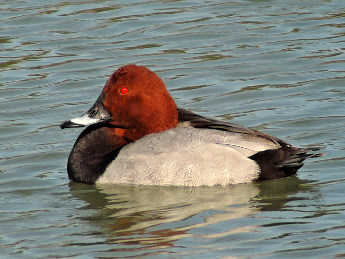Common Pochard