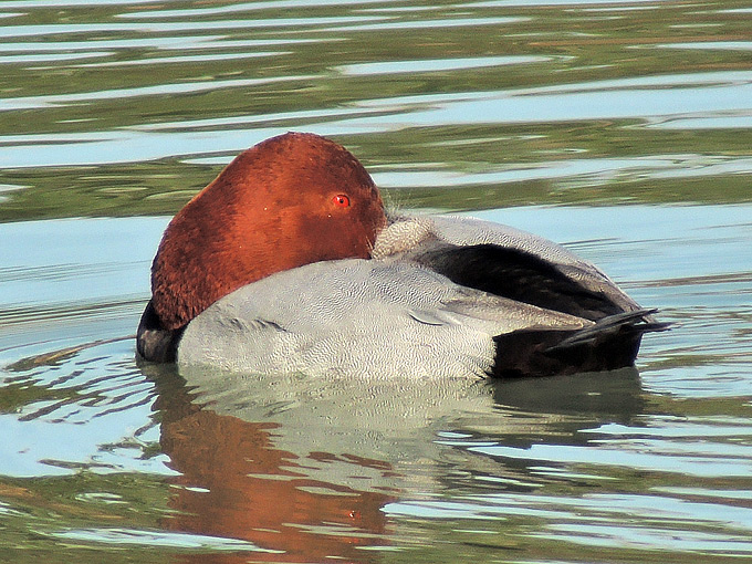Common Pochard