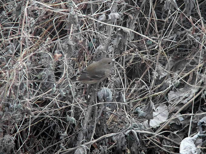 Common Rosefinch