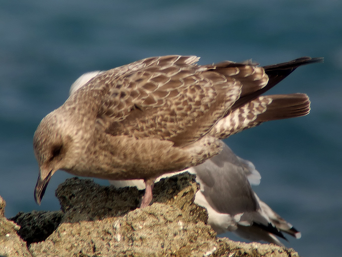 Birds Korea Bird News December 2014