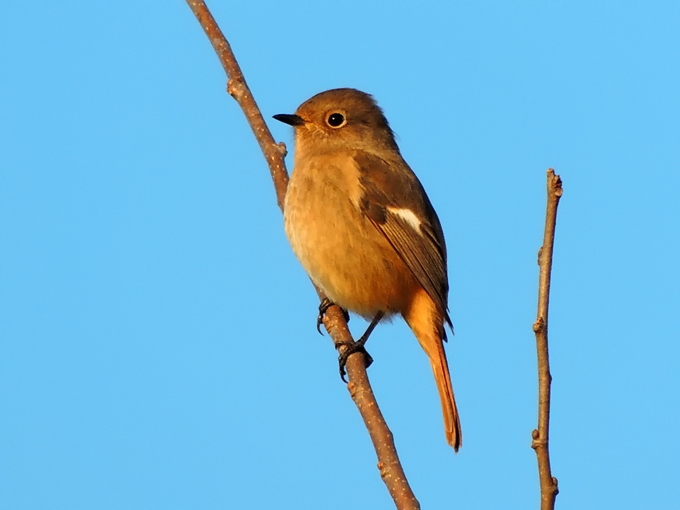 Daurian Redstart