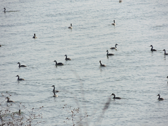 Great Crested Grebe