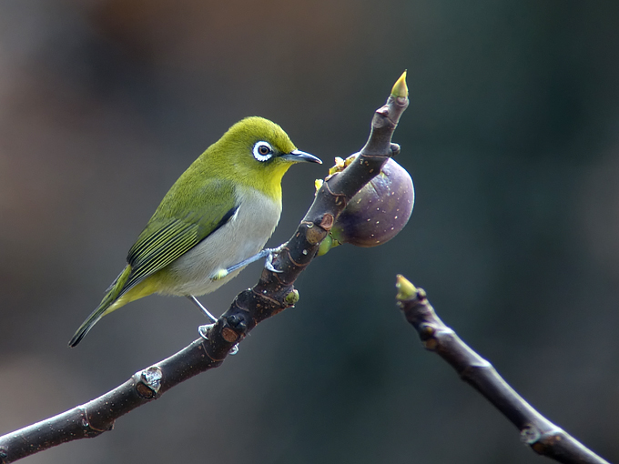 Japanese White-eye