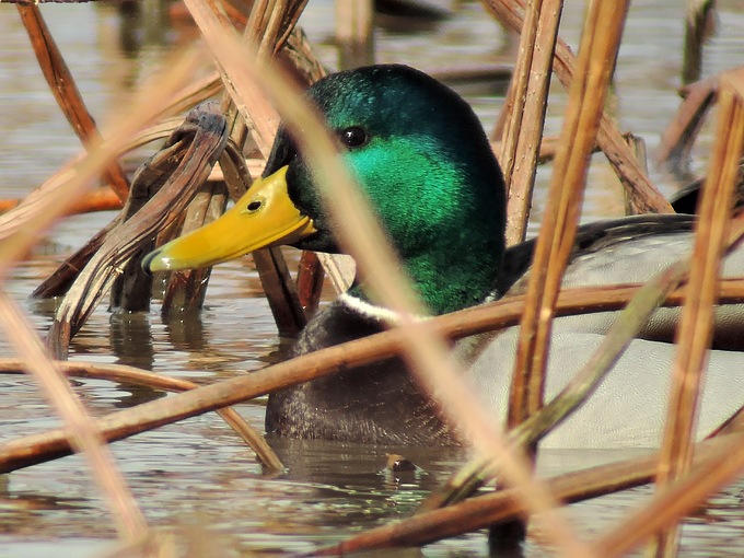 Mallard