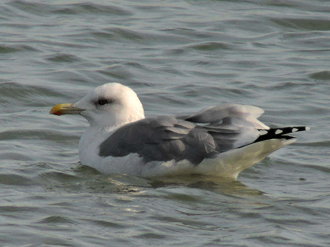 Mongolian Gull