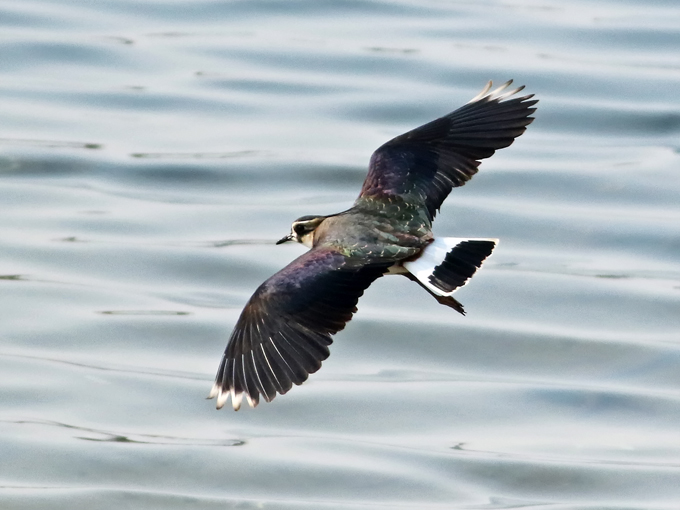 Northern Lapwing